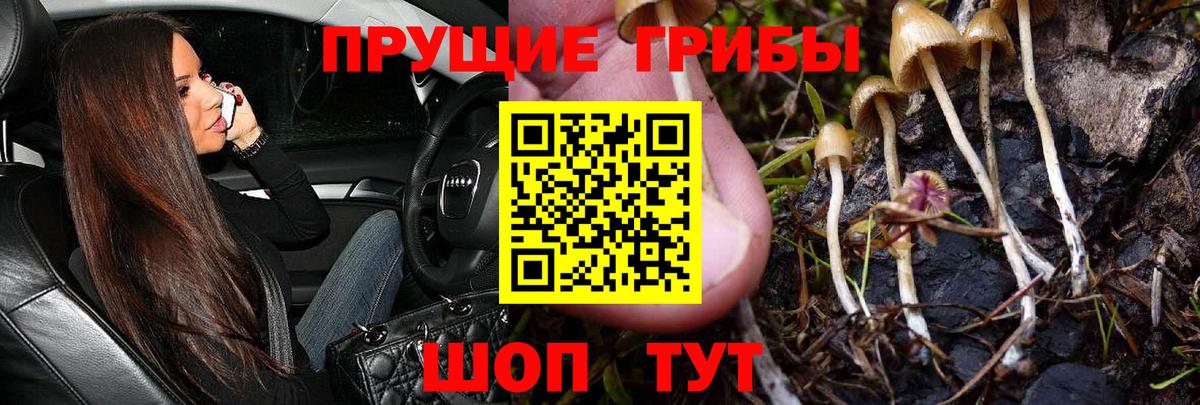 Омск  Галлюциногенные грибы Psilocybine cubensis  Вход с VPN 